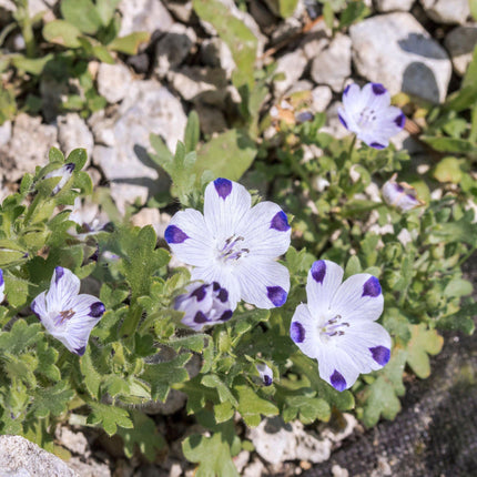 100 Five Spot - Nemophila Maculata Seeds - Seed World