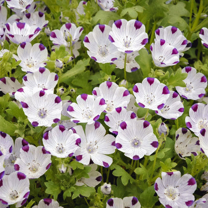 100 Five Spot - Nemophila Maculata Seeds - Seed World