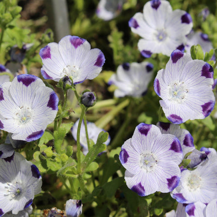 100 Five Spot - Nemophila Maculata Seeds - Seed World