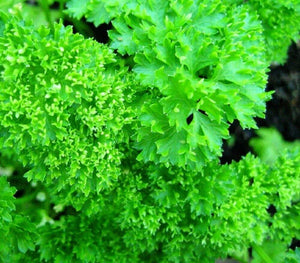 100 Forest Green Parsley Seeds - Seed World