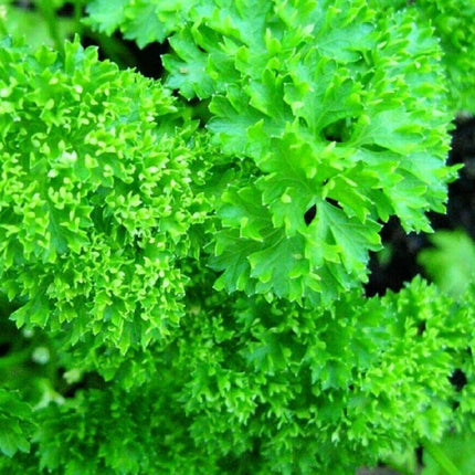 100 Forest Green Parsley Seeds - Seed World