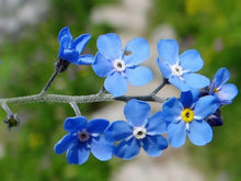 100 Forget Me Not Mix Seeds - Seed World