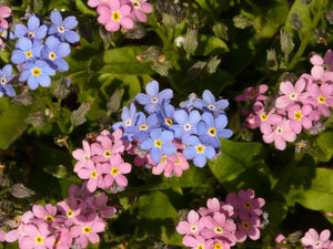 100 Forget Me Not Mix Seeds - Seed World