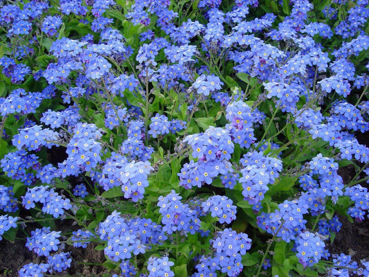 100 Forget Me Not Mix Seeds - Seed World