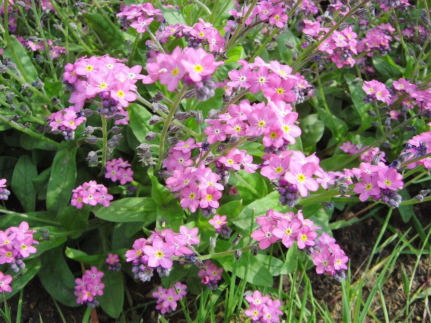 100 Forget Me Not Mix Seeds - Seed World