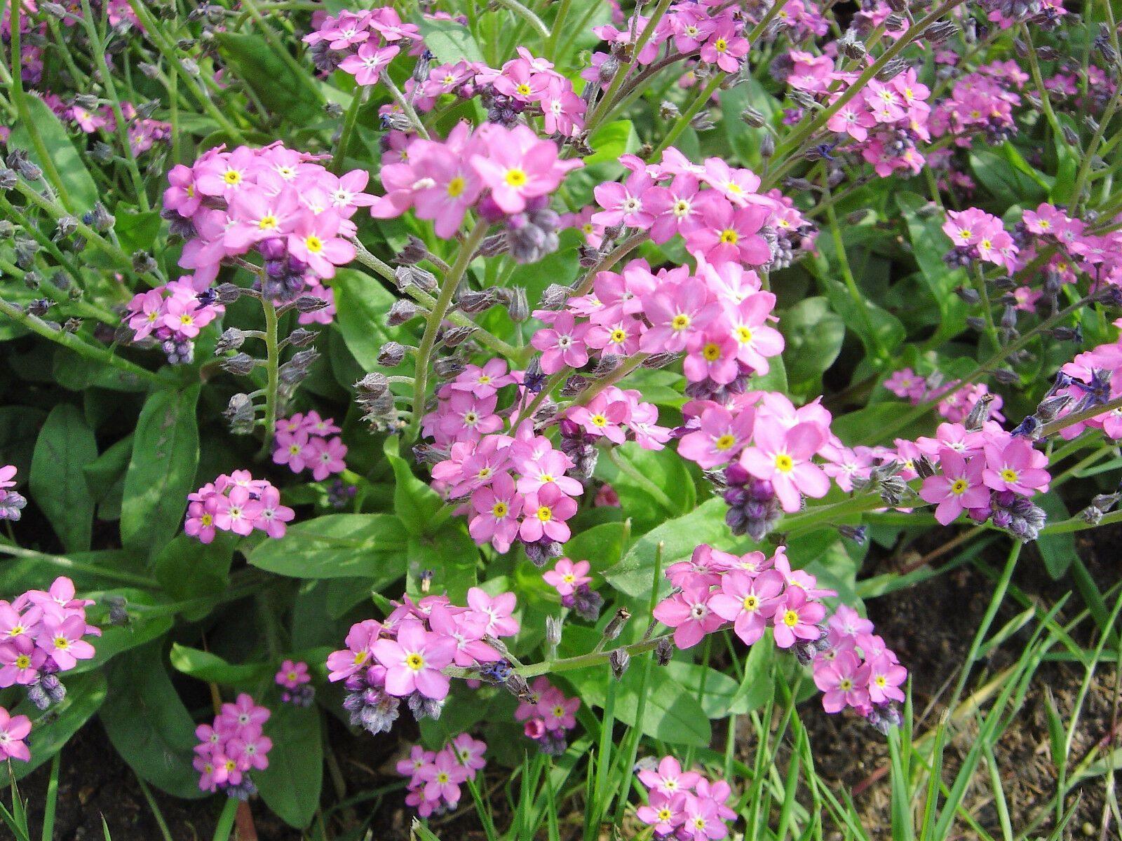 100 Forget Me Not Mix Seeds - Seed World