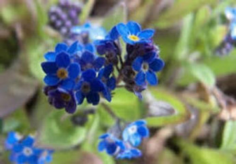 100 Forget Me Not Seeds - Seed World