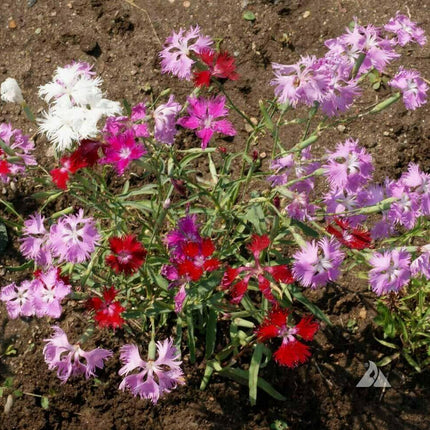 100 Fringed Pinks Flower Seeds - Seed World
