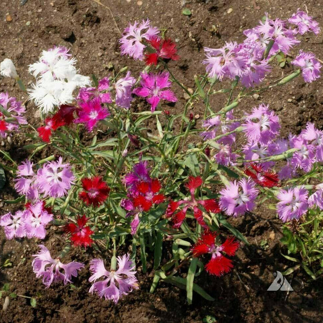 100 Fringed Pinks Flower Seeds - Seed World