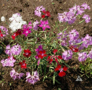 100 Fringed Pinks Flower Seeds - Seed World