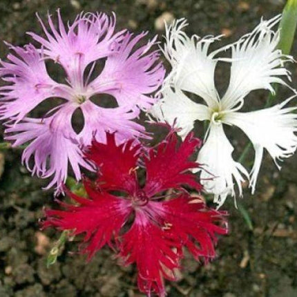 100 Fringed Pinks Flower Seeds - Seed World