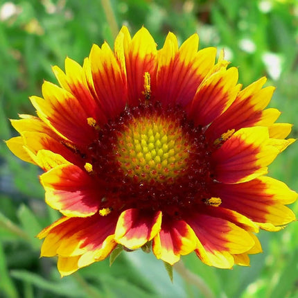 100 Gaillardia Blanket Flower Seeds - Seed World