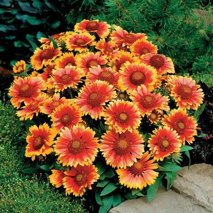 100 Gaillardia Blanket Flower Seeds - Seed World
