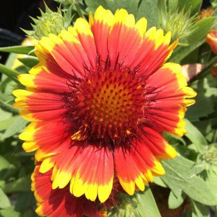 100 Gaillardia Blanket Flower Seeds - Seed World