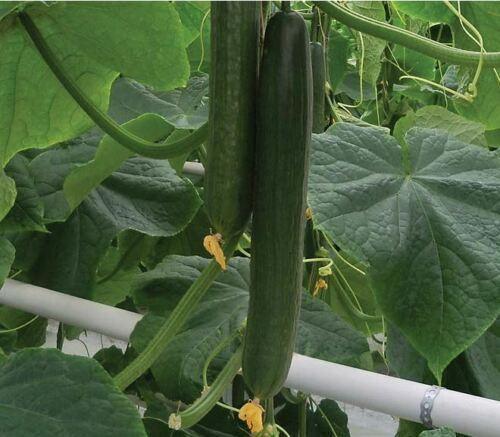 100 Garden Plant Support Clips - Seed World