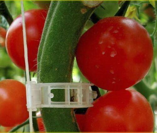 100 Garden Plant Support Clips - Seed World
