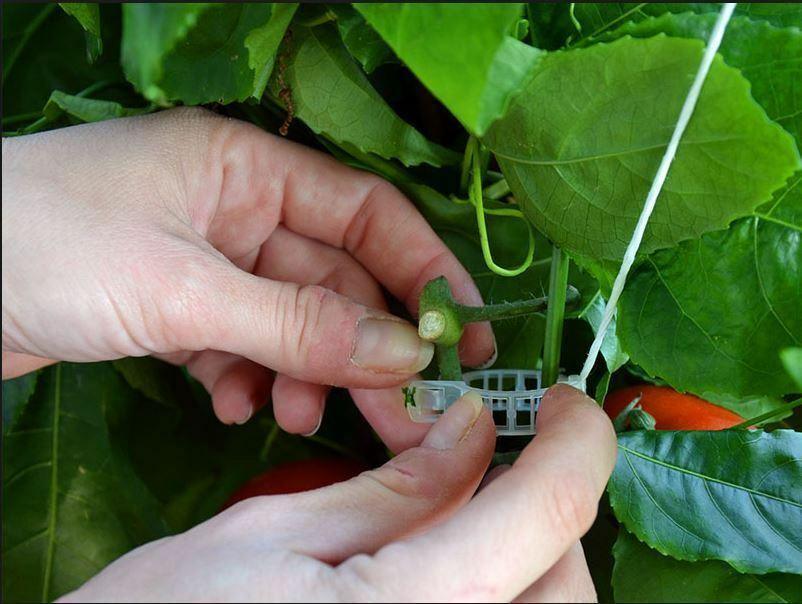 100 Garden Plant Support Clips - Seed World