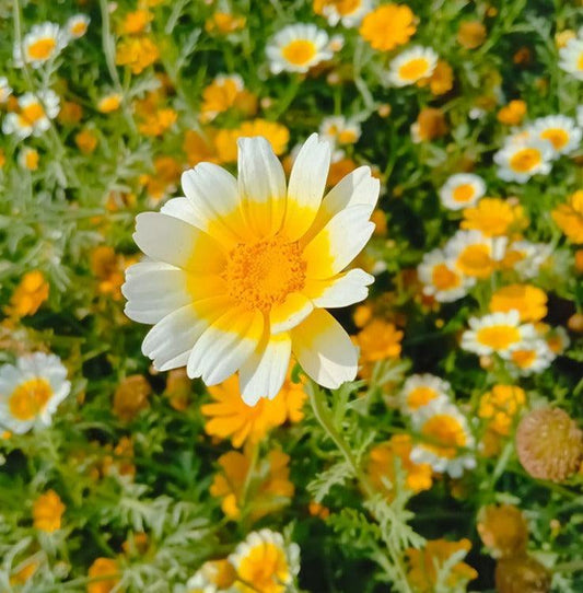 100 Garland Daisy Flowers Seeds - Seed World