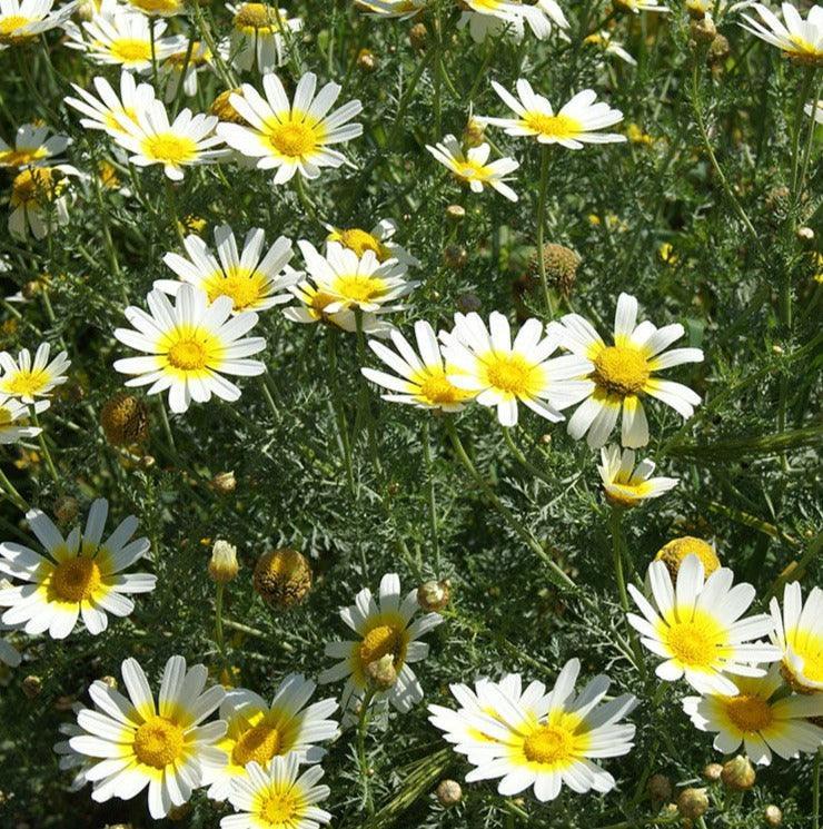 100 Garland Daisy Flowers Seeds - Seed World