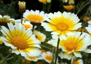 100 Garland Daisy Flowers Seeds - Seed World