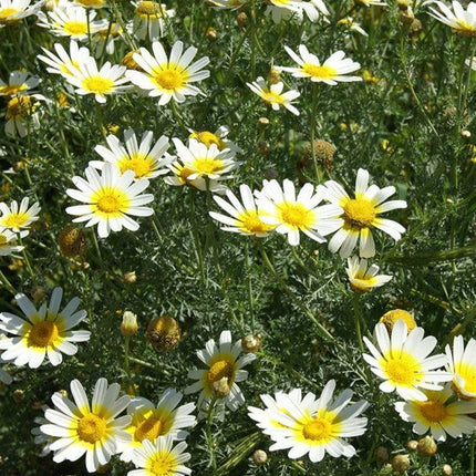 100 Garland Daisy Flowers Seeds - Seed World