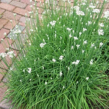 100 Garlic Chives Seeds | NON-GMO - Seed World