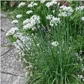 100 Garlic Chives Seeds | NON-GMO - Seed World