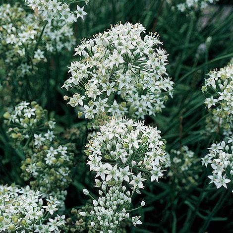 100 Garlic Chives Seeds | NON-GMO - Seed World