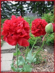 100 Giant Double Red Peony Poppy Papaver Scarlet Flower Seeds - Seed World