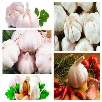25 Giant Garlic Seeds | Organic Healthy Delicious And Spicy - Seed World