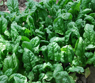 100 Giant Noble Spinach Seeds - Seed World