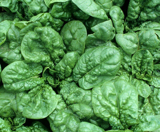 100 Giant Noble Spinach Seeds - Seed World