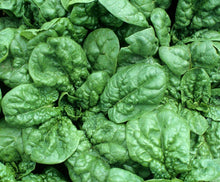 100 Giant Noble Spinach Seeds - Seed World