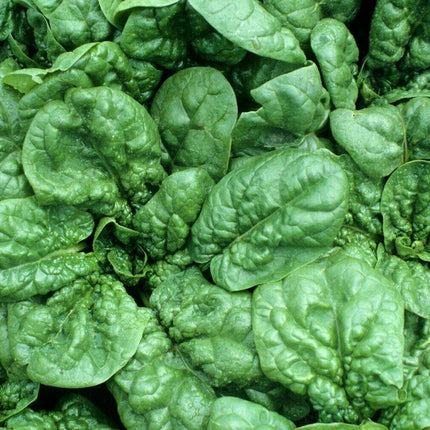100 Giant Noble Spinach Seeds - Seed World