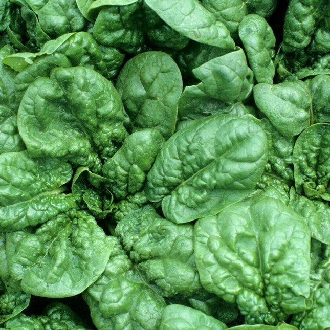 100 Giant Noble Spinach Seeds - Seed World