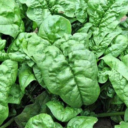 100 Giant Noble Spinach Seeds - Seed World
