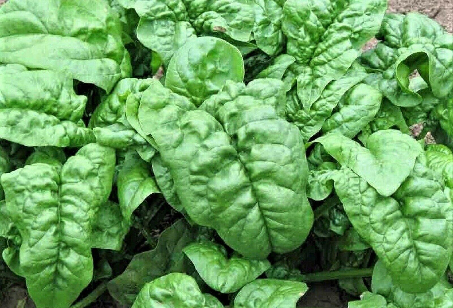 100 Giant Noble Spinach Seeds - Seed World