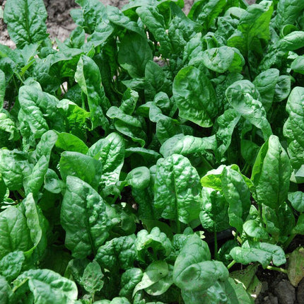 100 Giant Noble Spinach Seeds - Seed World