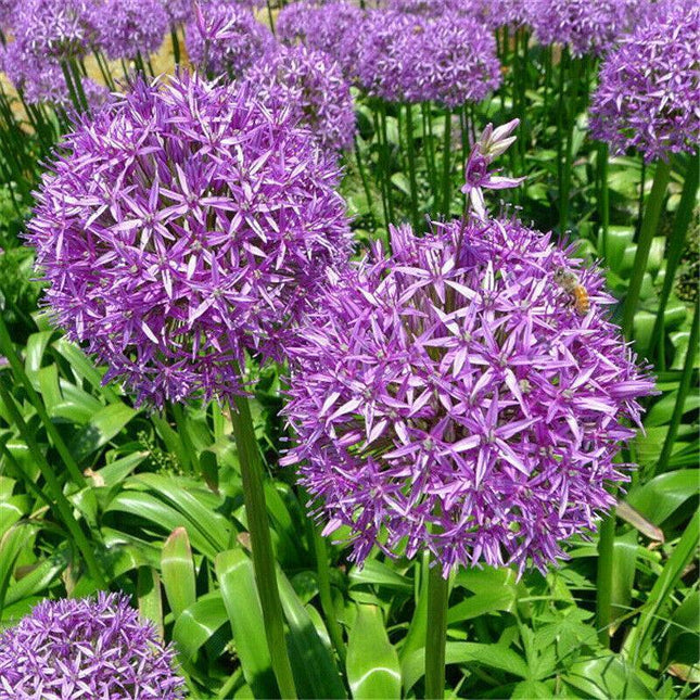 100 Giant Onion - Allium Giganteum Seeds - Seed World