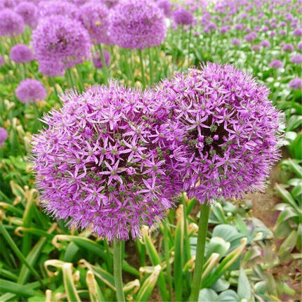 100 Giant Onion - Allium Giganteum Seeds - Seed World