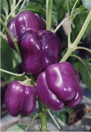 100 Giant Spicy Red Chili Hot Pepper seeds - Seed World
