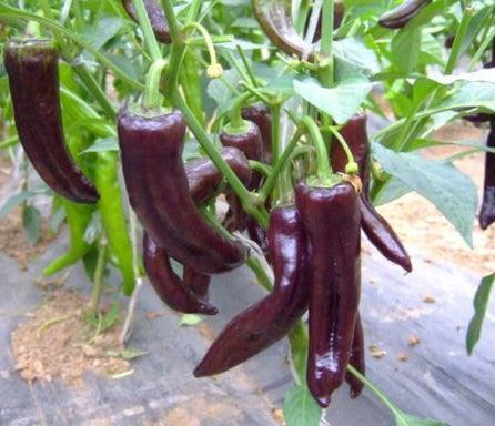100 Giant Spicy Red Chili Hot Pepper seeds - Seed World