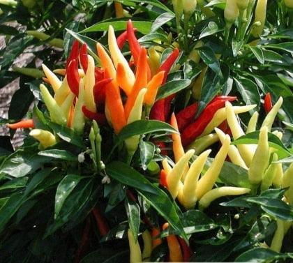 100 Giant Spicy Red Chili Hot Pepper seeds - Seed World