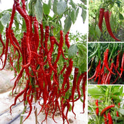 100 Giant Spicy Red Chili Hot Pepper seeds - Seed World