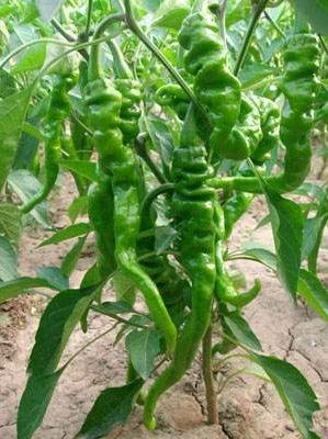 100 Giant Spicy Red Chili Hot Pepper seeds - Seed World