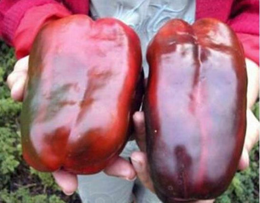 100 Giant Spicy Red Chili Hot Pepper seeds - Seed World