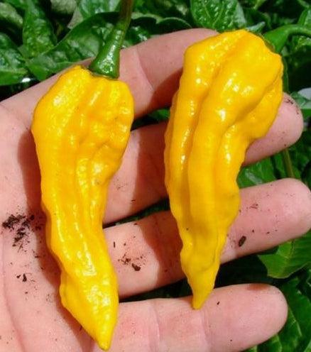 100 Giant Spicy Red Chili Hot Pepper seeds - Seed World