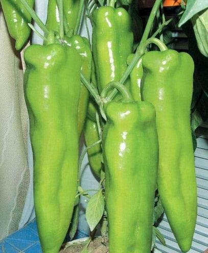 100 Giant Spicy Red Chili Hot Pepper seeds - Seed World