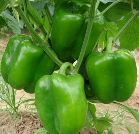 100 Giant Spicy Red Chili Hot Pepper seeds - Seed World