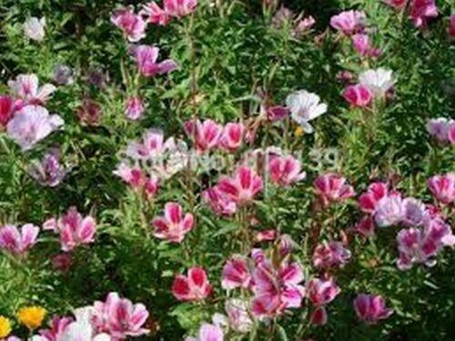 100 Godetia Monarch Mix (Grandiflora Azaelaflora) Seeds - Seed World